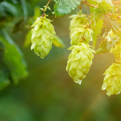 Carbon-neutral production at private brewery Egger